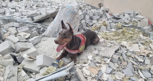 Последний поиск Ханны: как жила и работала легендарная собака-спасательница из Павлограда