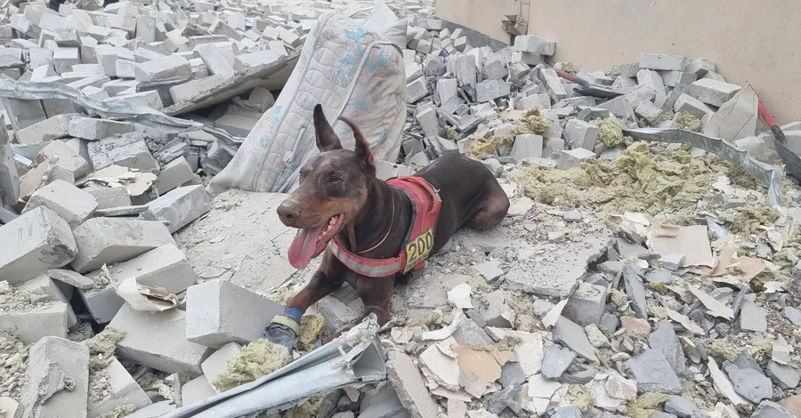 Последний поиск Ханны: как жила и работала легендарная собака-спасательница из Павлограда