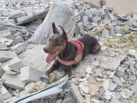 Останній пошук Ханни: як жила і працювала легендарна собака-рятівниця з Павлограда