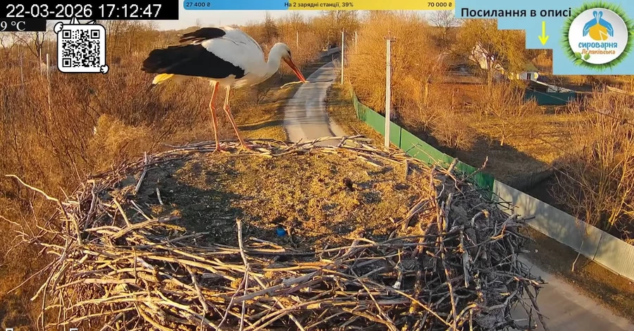 До гнізда Грицика і Одарки на Полтавщині прилетів перший лелека сезону