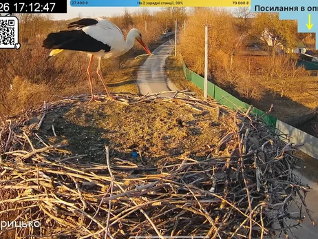 В гнездо Грицыка и Одарки на Полтавщине прилетел первый аист в этом году