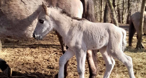 100 лет назад этих коней уничтожили: во Львовской области возрождают популяцию уникальных тарпанов