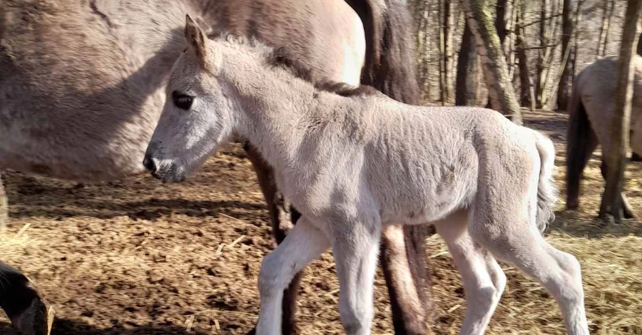 100 лет назад этих коней уничтожили: во Львовской области возрождают популяцию уникальных тарпанов