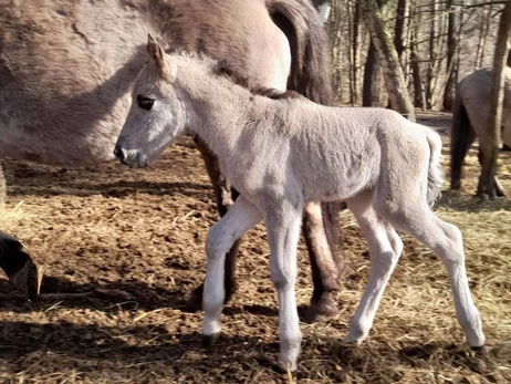 100 років тому цих коней знищили: на Львівщині відроджують популяцію унікальних тарпанів