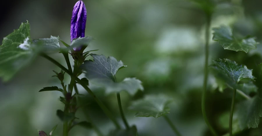 Погода в Україні 24 березня - буде до +16 градусів і без опадів