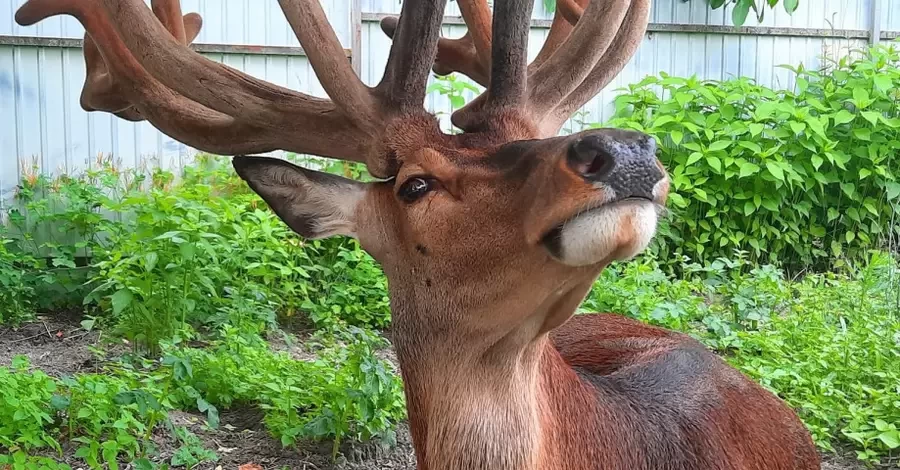 В Ровенской области автомобиль сбил звездного оленя Борьку - животное в критическом состоянии