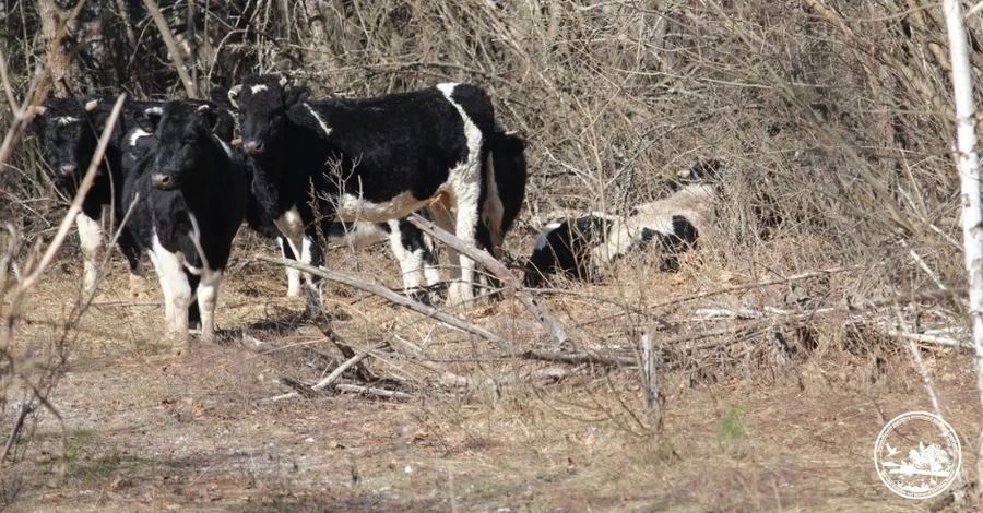 Науковці б’ють тривогу: у Чорнобильському заповіднику серйозно поранено ватажка здичавілого стада корів