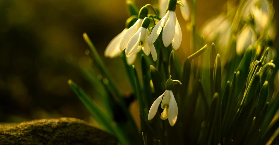 Погода в Україні 25 березня: буде до +16 градусів, невеликий дощ прогнозують лише на південному сході