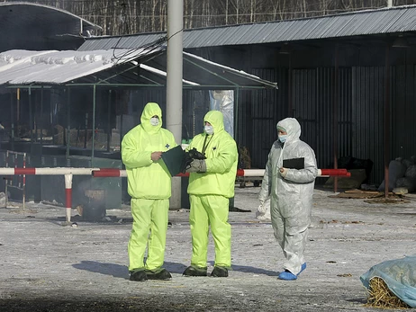 Массовая «утилизация» скота в РФ: фермеры теряют все, но вместо бунта жалуются «царю-батюшке» 