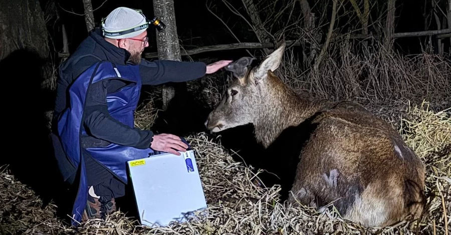 У звездного оленя Бориса, которого сбила машина, диагностировали перелом, его жизнь под угрозой