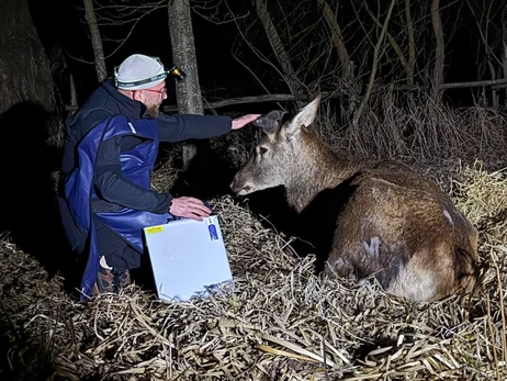 У зіркового оленя Бориса, якого збило авто, діагностували перелом, його життя під загрозою