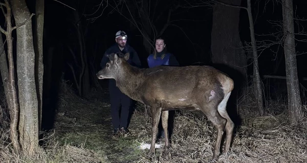 В лесничестве объяснили, почему не дали транспортировать оленя Бориса для операции