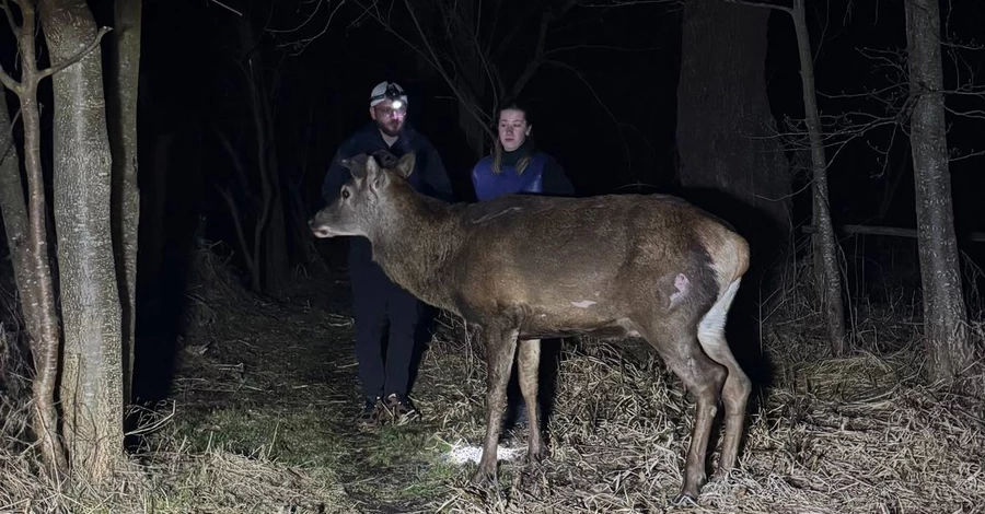 У лісництві пояснили, чому не дали транспортувати оленя Бориса для операції
