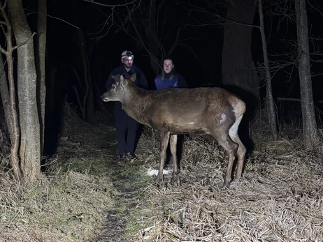 У лісництві пояснили, чому не дали транспортувати оленя Бориса для операції