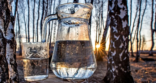 Березовый «фреш» по 10 гривен за литр: как правильно его собирать и чем он полезен