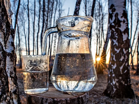 Березовый «фреш» по 10 гривен за литр: как правильно его собирать и чем он полезен