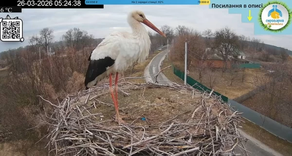 Условный Грицик - в гнездо 