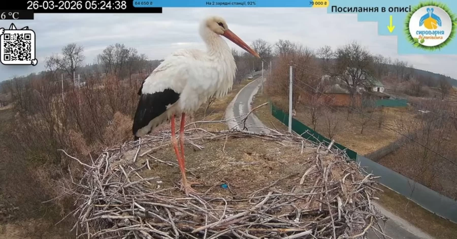 Умовний Грицик - до гнізда 