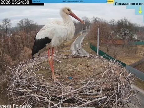 Умовний Грицик - до гнізда 