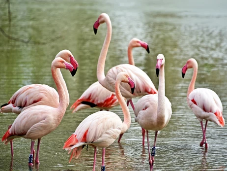 Рожеві фламінго повернулися на озеро Київського зоопарку