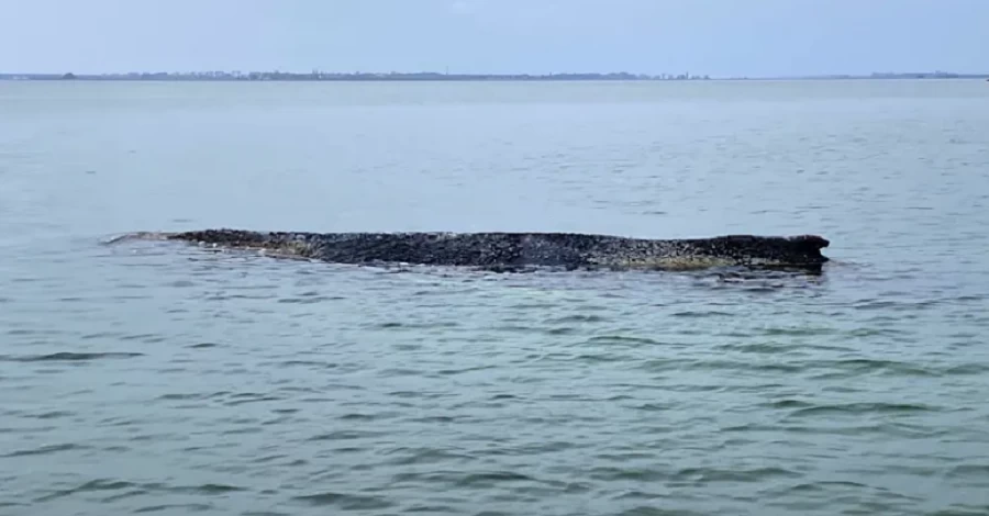 В Німеччині намагаються врятувати кита, який вдруге викинувся на берег