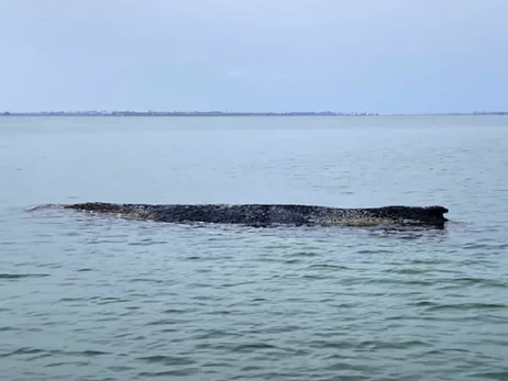 В Германии пытаются спасти кита, который вторично выбросился на берег