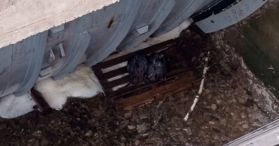 На Житомирщині врятували двох бобрів, які опинилися у пастці між шлюзом і дамбою