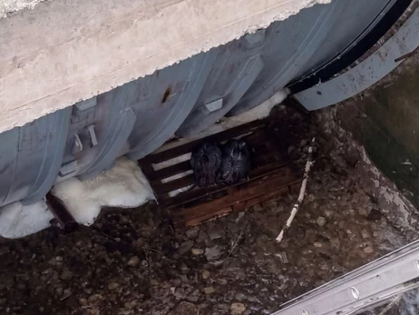 В Житомирской области спасли двух бобров, которые оказались в ловушке между шлюзом и дамбой