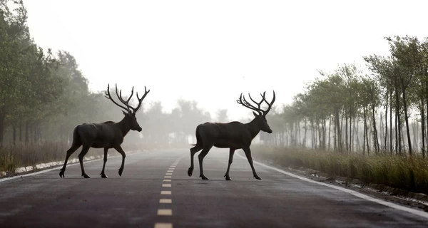 Від оленя Бориса до борсука на Київщині: чому наші дороги стали пасткою для диких тварин