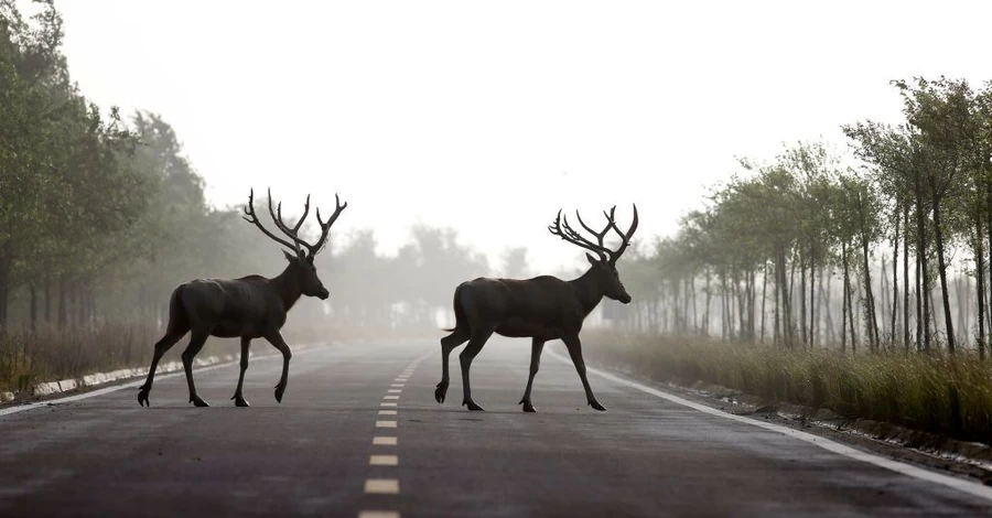 От оленя Бориса до барсука в Киевской области: почему наши дороги стали ловушкой для диких животных