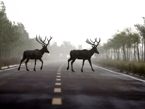 Від оленя Бориса до борсука на Київщині: чому наші дороги стали пасткою для диких тварин