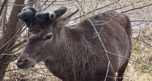 Ветеринар рассказал о состоянии оленя Бориса после ДТП в Ровенской области