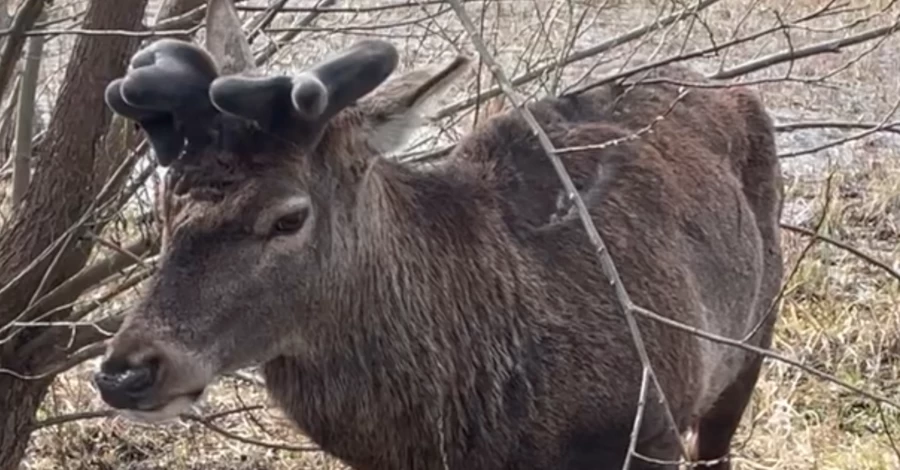Ветеринар повідомив про стан оленя Бориса після ДТП на Рівненщині