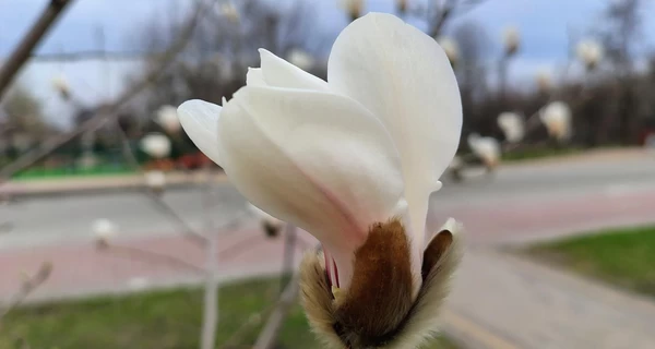 В Киеве расцвели сакуры и магнолии – список локаций для прогулок