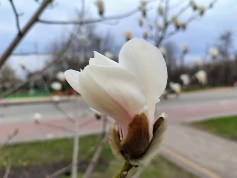 У Києві розквітли сакури та магнолії - список локацій для прогулянок