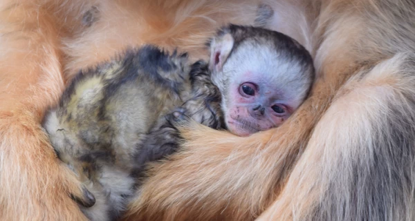 Во французском зоопарке родилась золотистая курносая обезьяна – впервые за пределами Азии