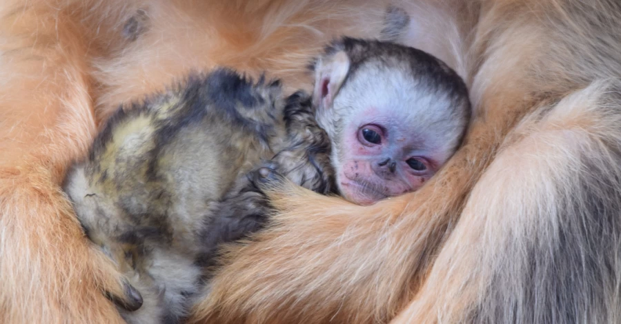 Во французском зоопарке родилась золотистая курносая обезьяна – впервые за пределами Азии