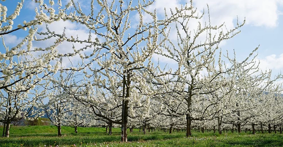 Українські садівники: Влітку можемо залишитися без персиків, груш та абрикосів