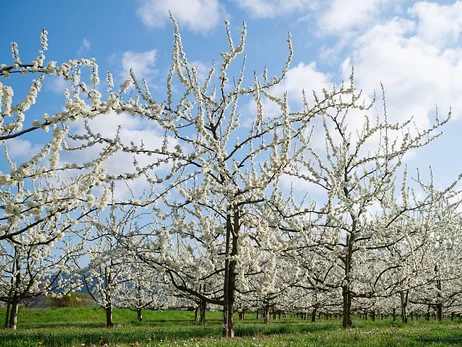 Українські садівники: Влітку можемо залишитися без персиків, груш та абрикосів