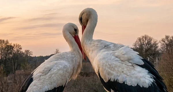 Новая пара аистов появилась в гнезде Одарки и Грицика в Полтавской области