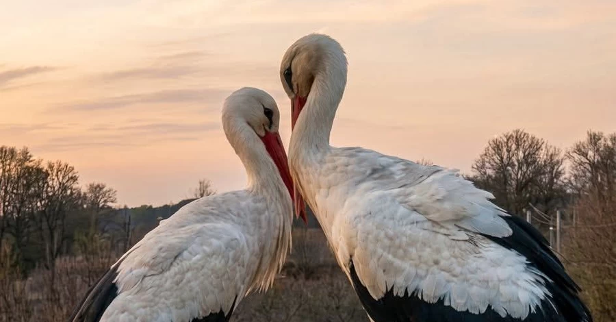 Новая пара аистов появилась в гнезде Одарки и Грицика в Полтавской области