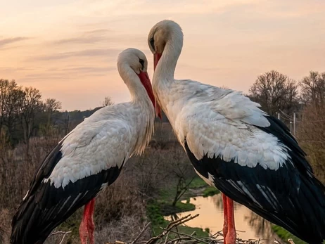 Новая пара аистов появилась в гнезде Одарки и Грицика в Полтавской области