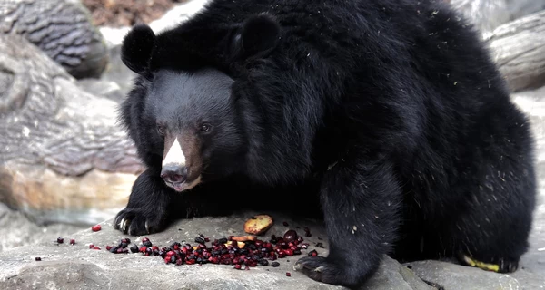 Бери и Боб снова в вольерах: в киевском зоопарке уссурийские медведи вышли из спячки