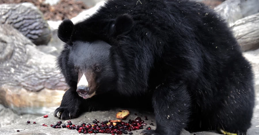 Бери и Боб снова в вольерах: в киевском зоопарке уссурийские медведи вышли из спячки