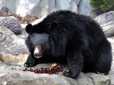 Бері та Боб знову у вольєрах: у Київському зоопарку уссурійські ведмеді вийшли зі сплячки