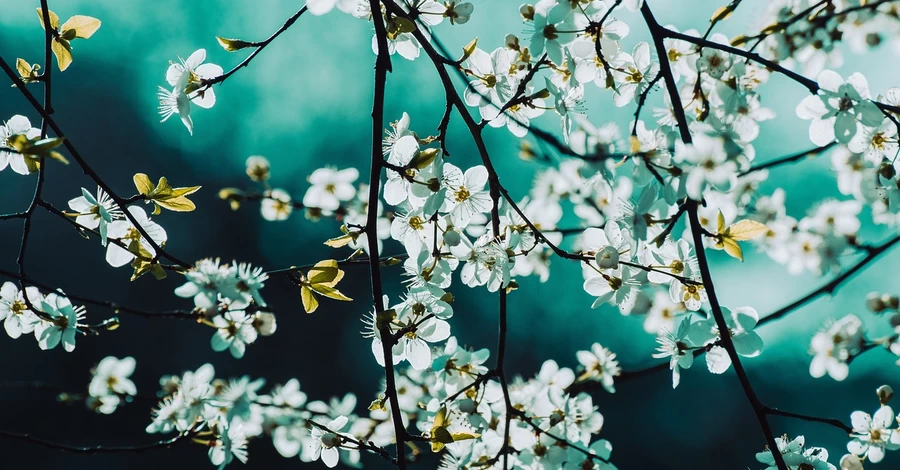 Какая погода на Вербное воскресенье - в Украине прогнозируют до 19 градусов тепла и без дождя