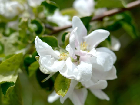 6 квітня - яке сьогодні свято, традиції та прикмети, що сьогодні не можна робити і чому потрібно варити горох