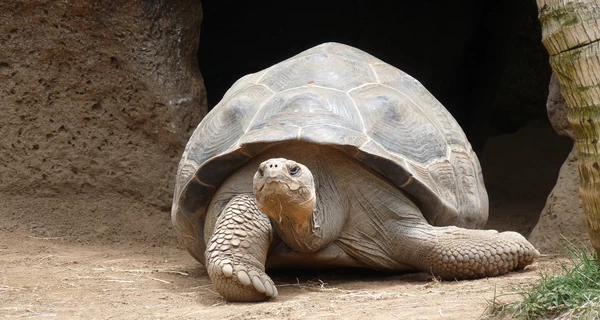Мошенник инсценировал смерть старейшей черепахи мира для сбора криптовалюты