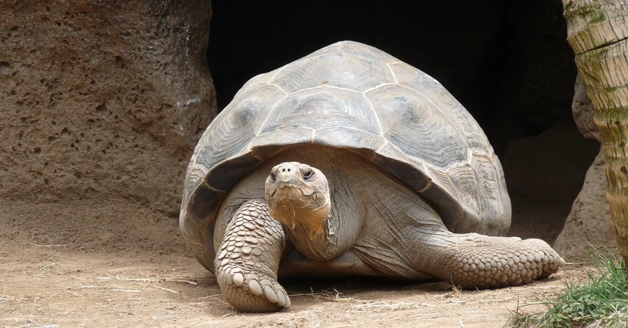 Шахрай інсценував смерть найстарішої черепахи світу для збору криптовалюти