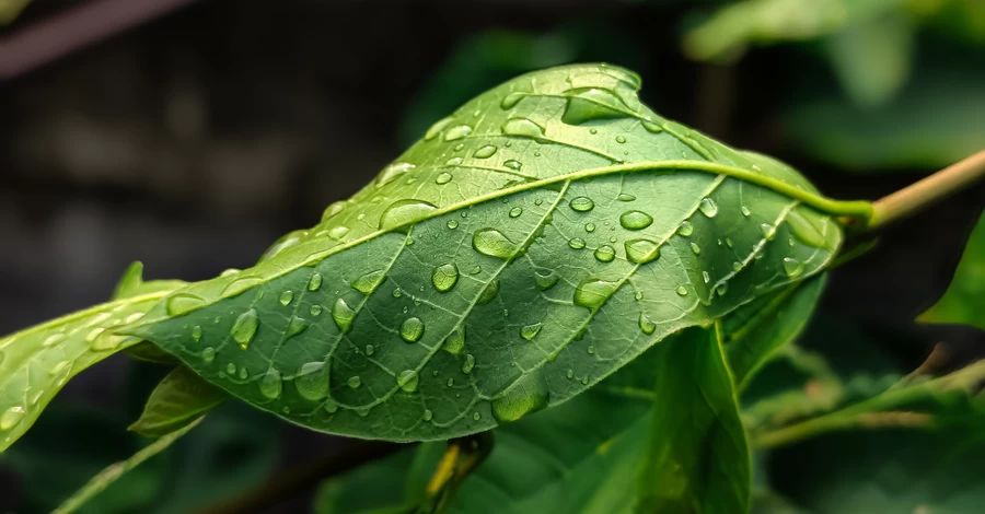Україну накриють 6 квітня дощі, у деяких областях можливі заморозки